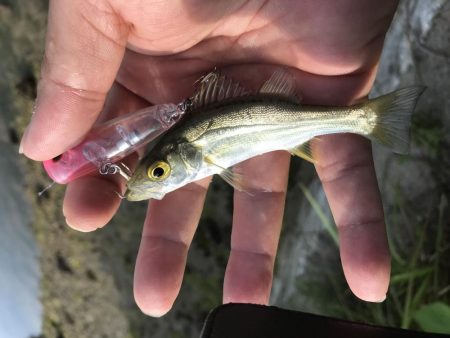 今シーズン初メッキ!