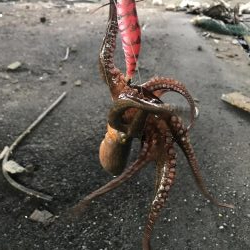 今年初タコゲット