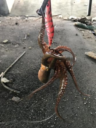 今年初タコゲット