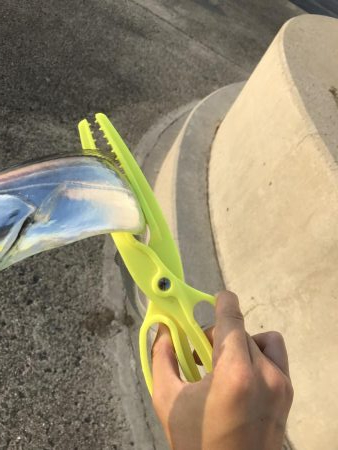 タチウオ調査！