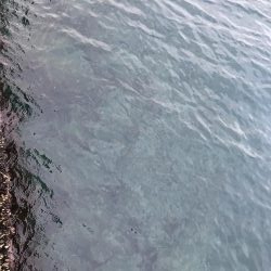 久しぶりのカワハギ