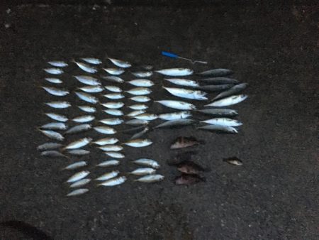 雨の日って釣れるのかな?