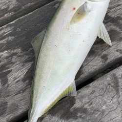 一日中釣れてます!