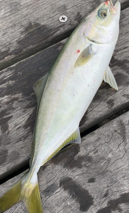 一日中釣れてます!