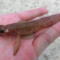 ライトタックルでピンギス狙い