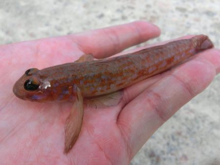 ライトタックルでピンギス狙い