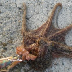 またまたタコ2匹