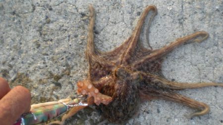 またまたタコ2匹