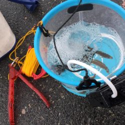 安定のサビキ釣り船磯