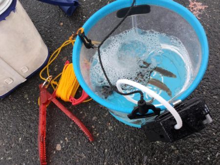 安定のサビキ釣り船磯