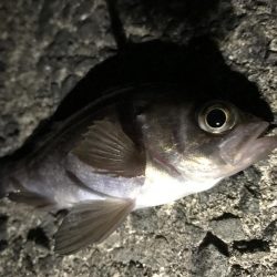 ツバス減った？