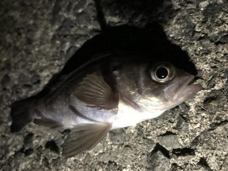 ツバス減った？