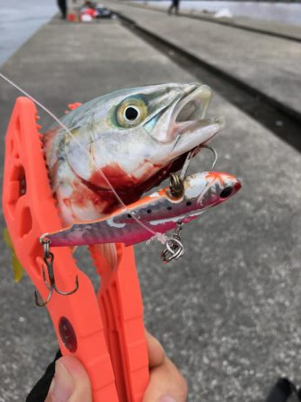 ポーアイ沖堤防LSJ