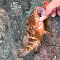 アコウが口から吐き出した物に蟻が集ってた