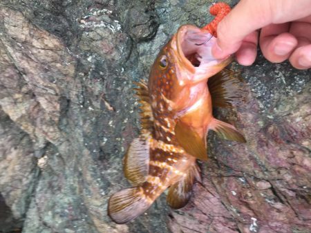 アコウが口から吐き出した物に蟻が集ってた