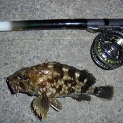 ２週連続クロダイゲット