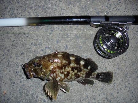 ２週連続クロダイゲット