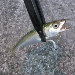 豆アジ高活性だったのに、、、