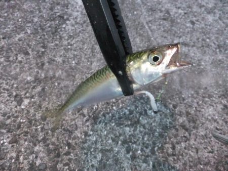 豆アジ高活性だったのに、、、