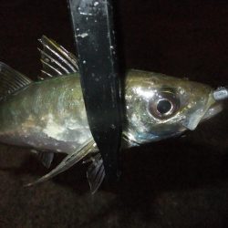 グッドサイズ！