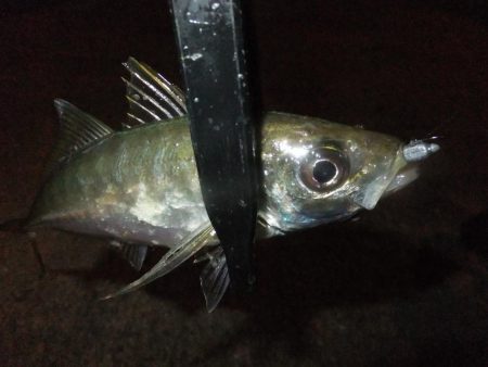 グッドサイズ！