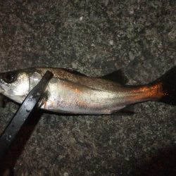 豆アジ好調キープ