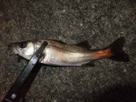 豆アジ好調キープ