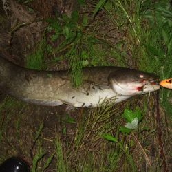 梅雨の合間に開拓