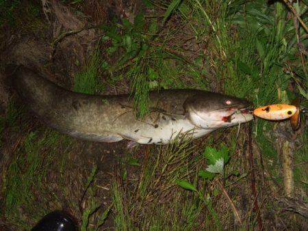 梅雨の合間に開拓