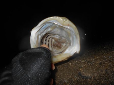 ランカーが暴走!!