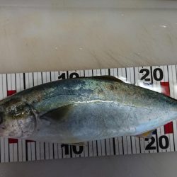 今年初青物！！