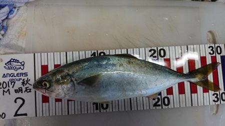 今年初青物！！