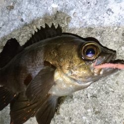 豆アジング！！