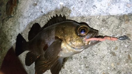 豆アジング！！