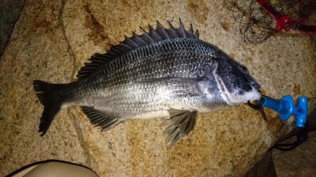 とうとうやりました❗