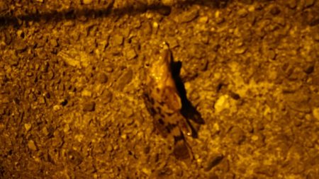 リリースサイズ