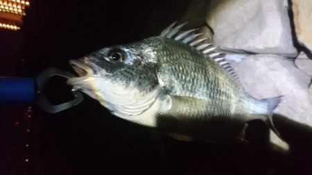 キビレ小さくなった？