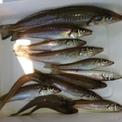 ちょこちょこ釣れてます