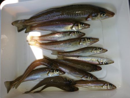 ちょこちょこ釣れてます