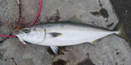 神戸空港ブリブリのメジロ