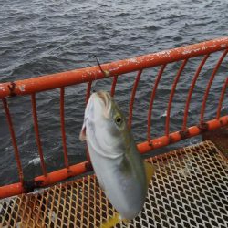 平磯海釣り公園ツバス