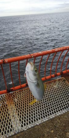 平磯海釣り公園ツバス