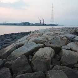 出張先にてチヌ