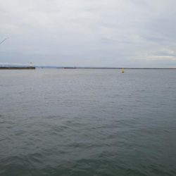 南港海釣り園にて釣行