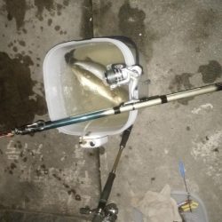 シーバスとツバス調査