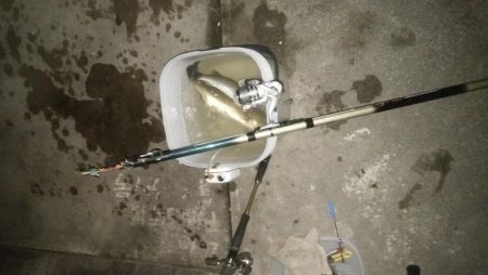 ナイトフィッシング（投げ釣り）シーバス