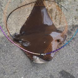 シーバスとツバス調査