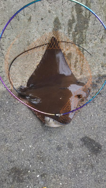 シーバスとツバス調査