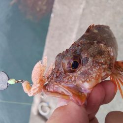 根魚天国で癒し