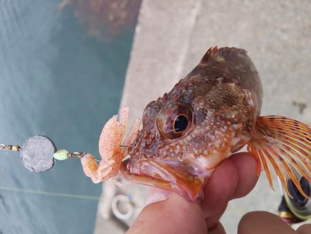 根魚天国で癒し